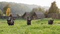 Pigs or piglets on farm Royalty Free Stock Photo