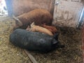 Pigs and piglets huddling together on the muddy floor of a barn