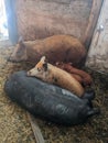 Pigs and piglets huddling together on the muddy floor of a barn