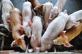 Pigs in a pigpen Royalty Free Stock Photo