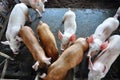 Pigs in a pigpen Royalty Free Stock Photo