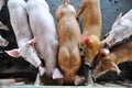Pigs in a pigpen Royalty Free Stock Photo