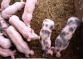 Pigs in a pigpen Royalty Free Stock Photo