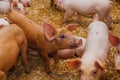 Pigs in the pigsty livestock pork production Royalty Free Stock Photo