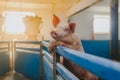 Pigs in the pigsty livestock pork production Royalty Free Stock Photo