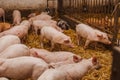 Pigs in the pigsty livestock pork production Royalty Free Stock Photo