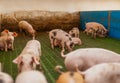 Pigs in the pigsty livestock pork production Royalty Free Stock Photo