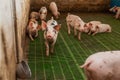 Pigs in the pigsty livestock pork production Royalty Free Stock Photo