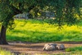 pigs resting in the shade