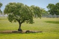 Pigs resting in the shade of a tree Royalty Free Stock Photo