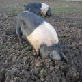 Pigs rooting Royalty Free Stock Photo