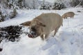 Pigs run in the snow in the winter forest. Pigs look for food and roots in the ground and snow. The concept of eco Royalty Free Stock Photo