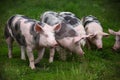 Group of domestic young pigs summer pasture