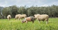 Pigs and sheep grazing in a field