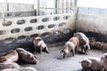 Pigs are sleeping after eating finished food on a pig farm in the morning Royalty Free Stock Photo