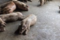 Pigs are sleeping after eating finished food on a pig farm in the morning Royalty Free Stock Photo