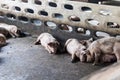 Pigs are sleeping after eating finished food on a pig farm in the morning Royalty Free Stock Photo