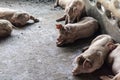 Pigs are sleeping after eating food in the pig farm. Royalty Free Stock Photo