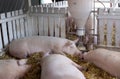 Pigs sleeping beside hog feeder Royalty Free Stock Photo