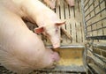 pigs and sows eat in livestock of the farm Royalty Free Stock Photo