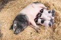 Pigs in straw Royalty Free Stock Photo