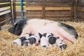 Pigs in straw Royalty Free Stock Photo