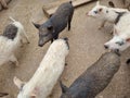 Pigs in the summer in a wooden outdoor paddock