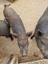 Pigs in the summer in a wooden outdoor paddock