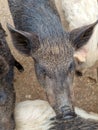 Pigs in the summer in a wooden outdoor paddock