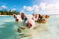 pigs swimming on the beach in Bahamas