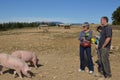 Pigs in their surroundings with her farmer