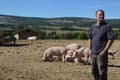 Pigs in their surroundings with her farmer