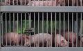 Pigs in truck transport from farm to slaughterhouse. African swine fever ASF and swine flu concept. Swine flu H1N1 virus Royalty Free Stock Photo