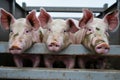 Pigs in truck transport from farm to slaughterhouse. Meat industry. Animal meat market
