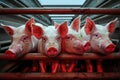 Pigs in truck transport from farm to slaughterhouse. Meat industry. Animal meat market