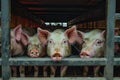 Pigs in truck transport from farm to slaughterhouse. Meat industry. Animal meat market