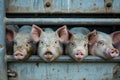 Pigs in truck transport from farm to slaughterhouse. Meat industry. Animal meat market