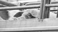 Pigs on truck way to slaughterhouse for food.