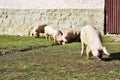 The pigs walking on grass and muddy field