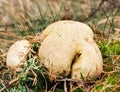 Pigskin poison puffball