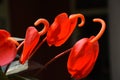 Pigtail Anthurium , a red coloured flower Royalty Free Stock Photo