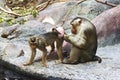Pigtail Macaque couple Royalty Free Stock Photo