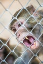 Pigtail Macaque monkey in cage Royalty Free Stock Photo