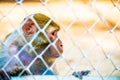 Pigtail Macaque monkey in cage Royalty Free Stock Photo