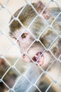 Pigtail Macaque monkey in cage Royalty Free Stock Photo