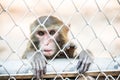 Pigtail Macaque monkey in cage Royalty Free Stock Photo