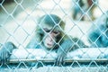 Pigtail Macaque monkey in cage Royalty Free Stock Photo