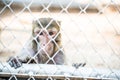 Pigtail Macaque monkey in cage Royalty Free Stock Photo