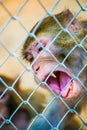 Pigtail Macaque monkey in cage Royalty Free Stock Photo