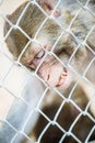 Pigtail Macaque monkey in cage Royalty Free Stock Photo